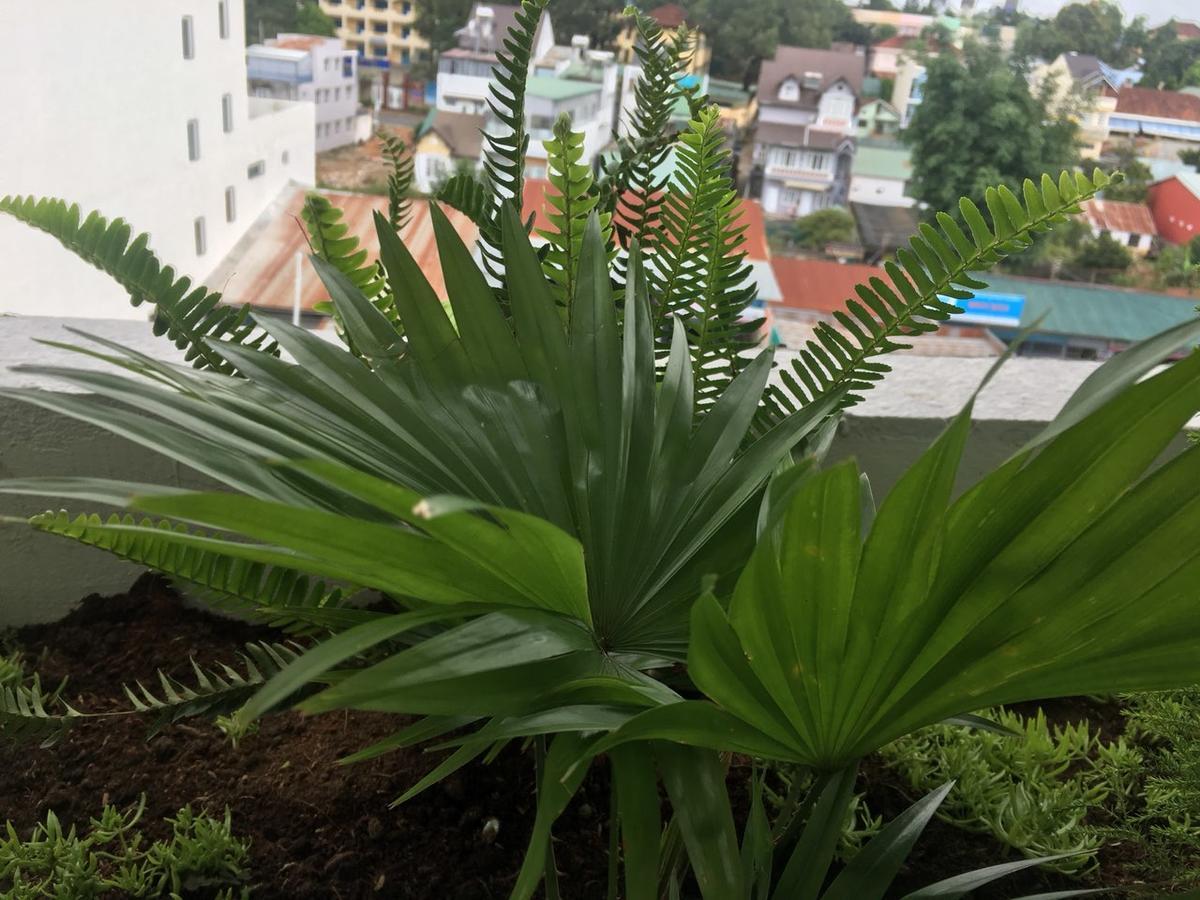 Ivy Hotel Dalat المظهر الخارجي الصورة